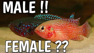 How can you tell if a red jewel cichlid is male or female  Red jewel cichlid male or female [upl. by Ahearn]