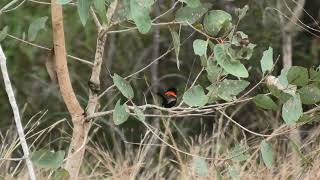 Redbacked Fairywren 16 [upl. by Odell]