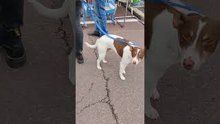 Chiens au marché de Tournaisubscribeyoutuber youtubeshorts brocante travelshortsclipdogs [upl. by Eednus]