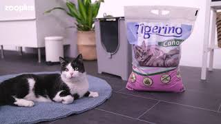 Tigerino Canada Style  Babypowder [upl. by Theresita]