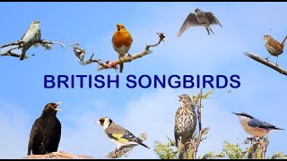 BRITISH SONGBIRDS A Celebration Of Bird Song [upl. by Koralle]