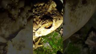 bufo spinosus animals curiosidades sabiasque frog toad animales [upl. by Bevin]