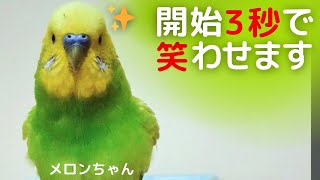 【開始３秒で笑わせます】おしゃべりインコメロンちゃん [upl. by Akemehs]