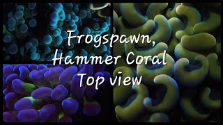 Frogspawn Coral Hammer Coral Top view 🪸 trending youtubevideo viralvideo aquavibez coral [upl. by Woolcott]