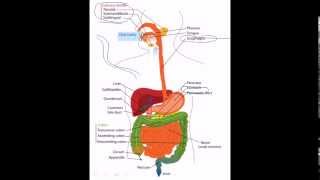 30 Digestive system facts [upl. by Eisaj]