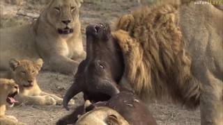 Lioness brutally takes down young buffalo [upl. by Kylah]