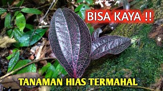 Mendadak kaya dapat tanaman termahal dan langka di hutan belantara H1 [upl. by Adyaj]