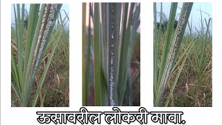 ऊसावरील लोकरी मावाऊसशेती ऊस agriculture ऊसलागवड sugarcanecrop farming शेती शेतीविषयक [upl. by Shell]