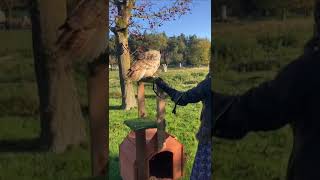 Owl training owl owllove animals [upl. by Maighdlin]