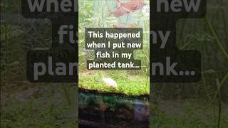 This happened when I put corydoras in my planted tank shorts shortsviral newfish [upl. by Yentnuoc214]