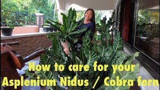 How to Care and Grow Cobra Fern  Asplenium Nidus  Showing you my 1 and 4 year old Cobra Fern [upl. by Ahsinat]