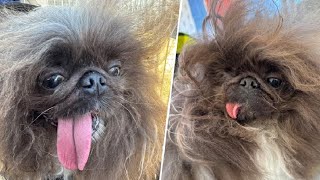 Wild Thang crowned winner of 2024 Worlds Ugliest Dog contest [upl. by Ramonda]