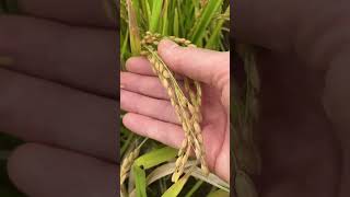 ORUTO WALK 自然豊かな街での暮らし ☆日本米☆ 秋の水田、収穫前のお米 Japanese rice 20240930 ricefarmer japaneserice japan [upl. by Incrocci116]