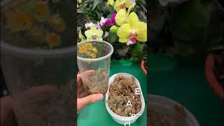 Phalaenopsis orchid cuttings from flower branches  Use only aloe vera [upl. by Kudva]