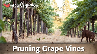 Winter Pruning Grape Vines [upl. by Ragde]