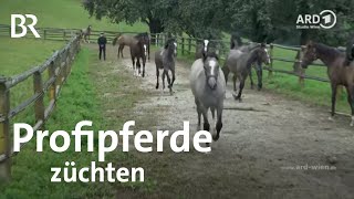 Was Profipferdezucht bedeutet  Fohlentrennung  Lipizzaner  Wien  BR [upl. by Eppesuig]