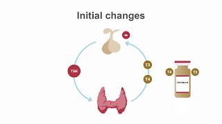 How amiodarone affects thyroid function [upl. by Cooperstein550]