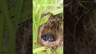 Two Wild Baboes Birds d on Nest AP010 Feedigbirds nature shortvideo viralvideo birds farming [upl. by Snapp437]