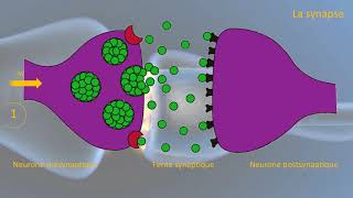 Le fonctionnement de la synapse [upl. by Milan]