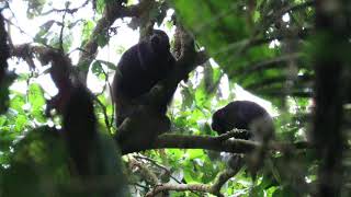 Mantled Howler Monkeys Alouatta palliata  Colombia [upl. by Alwin]