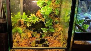 Building an enclosure and rehousing my OBT Pterinochilus murinus BCF [upl. by Radack]