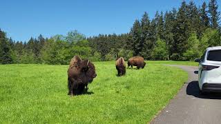 Northwest Trek Wildlife Park self drive guided tour  Eatonville Washington [upl. by Genny]