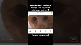 ПРОВЕРКА КОТА ЧЕРЕЗ КАМЕРУ  tiktok kotyakz [upl. by Anawt]