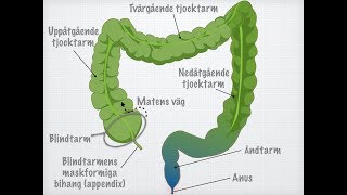 Tjocktarmens och ändtarmens funktioner [upl. by Mahmoud514]