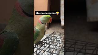 😂 parrotpoem funny parrotvideo parrotparrot parrot parrots ringneckparrot mithu mummy bird [upl. by Keemahs]