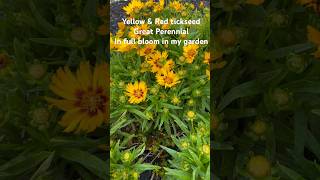 Yellow And Red Tickseed Great Perennial  Simply Beautifulflowersdiygardeningyardperennials [upl. by Anya513]