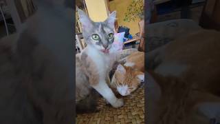 Sweet moments of mother cat and son shorts [upl. by Slein]