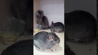 Chinchilla fighting with cats [upl. by Gotcher883]