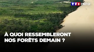 À quoi ressembleront nos forêts demain [upl. by Miles]