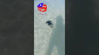 Jellyfish  Medusa Playa La Jungla Guánica  Puerto Rico 🇵🇷 Chill Vibes [upl. by Gabby]