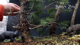 Repotting My Douglas Fir Trees The Bonsai Zone March 2024 [upl. by Eener]