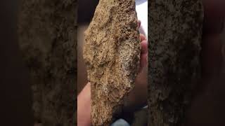 Holy Rockhound Check out the mineralization on this Agatized Dinosaur Bone [upl. by Fidelity]