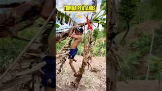 Tutorial Como Tumbar Plátanos 🍌 [upl. by Teodora144]