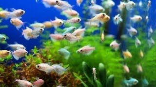 Why Fish Tank Still Smells after Cleanup  Aquarium Care [upl. by Ennazzus15]