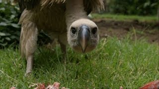 Feeding a Vulture  Vultures Beauty in the Beast  Natural World  BBC Two [upl. by Leach342]