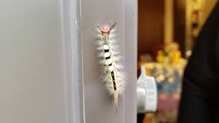 Whitemarked tussock moth Orgyia leucostigma larvaecaterpillar 33 [upl. by Orth]