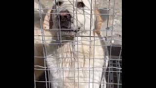 I Miseralibi adoptdontshop adottamisubito adottauncane cane calabria randagi adozione [upl. by Yhtommit]