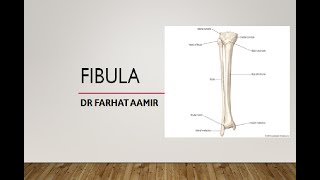 Fibula Anatomy [upl. by Maillij127]