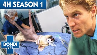 4 Hours of Full Episodes  Bondi Vet Complete Season 1  Bondi Vet [upl. by Snashall]