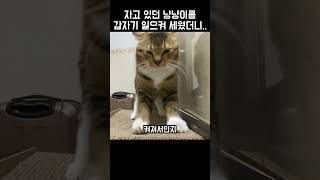 quot이게 무슨 일이냥quot 집사가 갑자기 일으켜 세우자 냥냥이 반응 [upl. by Mosby20]