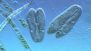 Paramecium conjugation [upl. by Elicul]