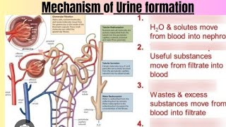 Mechanism of Urine formation [upl. by Nitin]