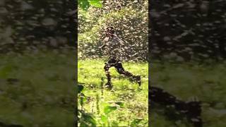 The invasion of trillions of midges phenomenon animals insects [upl. by Assenav]