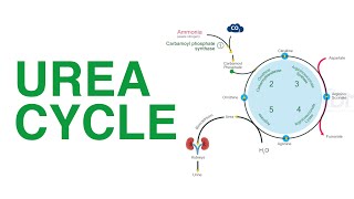 Urea Cycle  Biochemistry  DMA [upl. by Anstice]