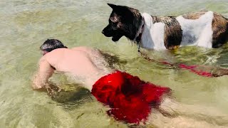 Akita Dogs Heartwarming Sea Swim  Akita Life [upl. by Hyams]