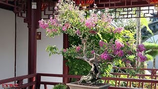 Crepe Myrtle Bonsai  Lagerstroemia indica [upl. by Risa]